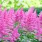 50 MIXED Colors ASTILBE BUNTER Astilbe Simplicifolia Shade Red White Purple Pink Flower Seeds