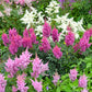 50 MIXED Colors ASTILBE BUNTER Astilbe Simplicifolia Shade Red White Purple Pink Flower Seeds