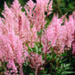 50 MIXED Colors ASTILBE BUNTER Astilbe Simplicifolia Shade Red White Purple Pink Flower Seeds