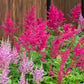 50 MIXED Colors ASTILBE BUNTER Astilbe Simplicifolia Shade Red White Purple Pink Flower Seeds