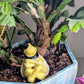 Bee Watering Spike