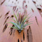 Tillandsia Ionantha Guatemala Air Plant
