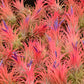 Ionantha Air plant pack, 3 5, 10, tillandsia air plants Air Plant Ionantha Pack, Air Plant Terrarium Plants Bulk Air Plants, Tillandsia