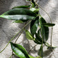 Hoya Chlorantha - known for its vigorous growth and abundant flowering potential