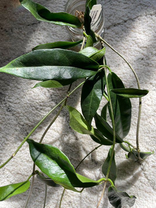 Hoya Chlorantha - known for its vigorous growth and abundant flowering potential