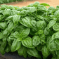 Italian Large Leaf Basil – 250 Seeds