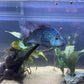 Carpintis Cichlid (Herichthys carpintis)