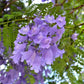 Jacaranda Mimosifolia - 100 Seeds