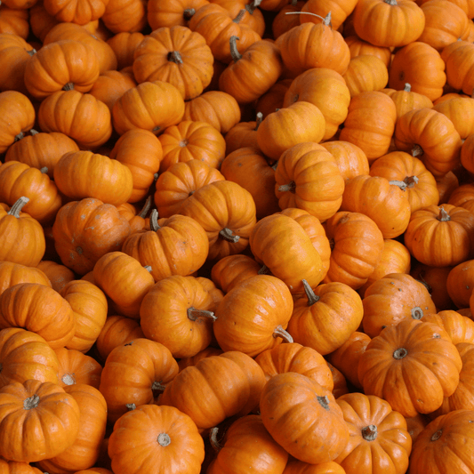Pumpkin Seeds