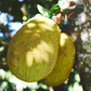 Jackfruit 'Golden Nugget' (Artocarpus heterophyllus)