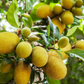 Jackfruit 'Golden Nugget' (Artocarpus heterophyllus)