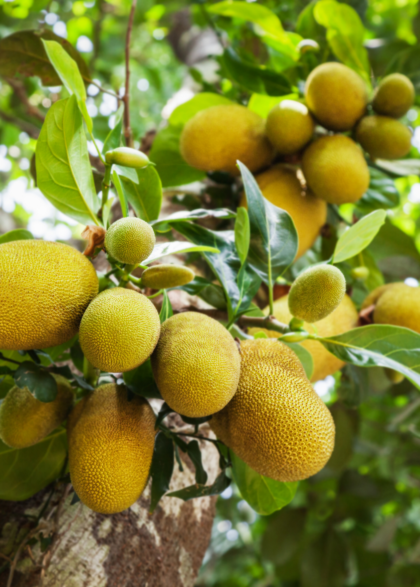 Jackfruit 'Golden Nugget' (Artocarpus heterophyllus)