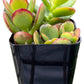 Jade Plant