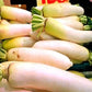 Japanese Daikon - 1000 Seeds - Daikon Radish Seeds - Japanese Radish - Non-Gmo