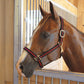 Jeffers Padded Nylon Horse Halter with Throat Snap