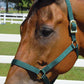 Jeffers Turnout Nylon Horse Halters, 2-Ply, 1"
