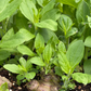 Jerusalem Artichoke (Helianthus tubersosus)