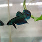 Wild bettas Type (Male)