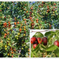 Jujube - 10 Seeds - Ziziphus Jujuba Fruit Tree