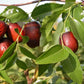 Jujube - 10 Seeds - Ziziphus Jujuba Fruit Tree