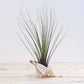 Tillandsia Juncea Air Plant