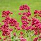 Jupiter’s Beard (Red Valerian) – 50 Seeds