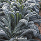 Black Magic Kale – 250 Seeds