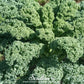 Dwarf Blue Curled Scotch Kale – 250 Seeds