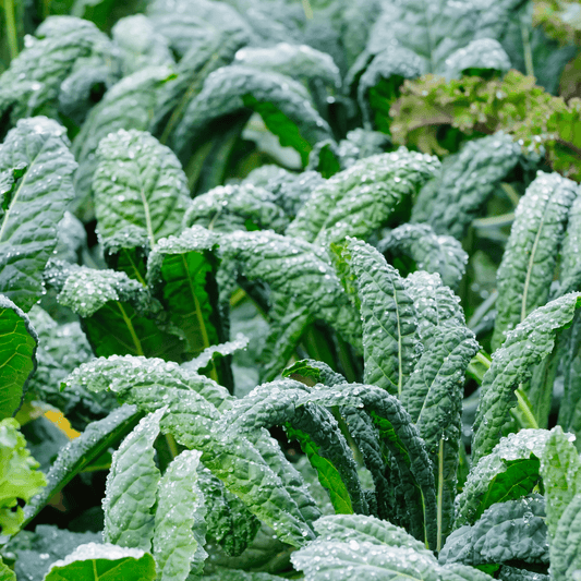 Kale Seeds