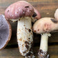 Wine Cap “Stropharia rugoso-anulata” Living Mulch