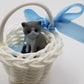 Spa Pure Kittens in Basket: 6 Adorable Kittens Bath Bombs