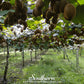 Kiwi Fruit – 100 Seeds