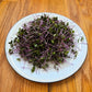 Kohlrabi Purple Microgreens Seeds