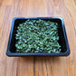 Kohlrabi Purple Microgreens Seeds