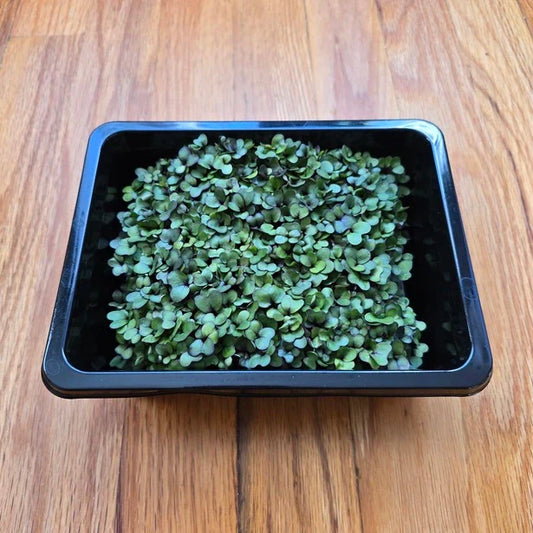 Kohlrabi Purple Microgreens Seeds