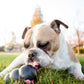 KONG Extreme Treat-Stuffing Dog Toy for Power Chewers