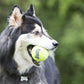 KONG SqueakAir® Ball – Durable Squeaker Tennis Ball Dog Toy for Fetch & Play