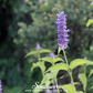 Korean Mint – 50 Seeds