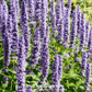 Korean Mint – 50 Seeds
