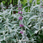 Lamb’s Ear – 50 Seeds