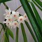 Hoya Shepherdii (not in bloom) also lovingly known as the string bean plant, for its waxy, green bean shaped leaves. Like other Hoyas, this plant will enjoy bright dappled light and high humidity. Blooms are small and pink and appear in spherical clusters.