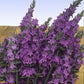 Live Lavender Plant Sensational 4 Inch Pot Aromatic Herb Garden
