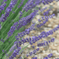 English Lavender – 100 Seeds