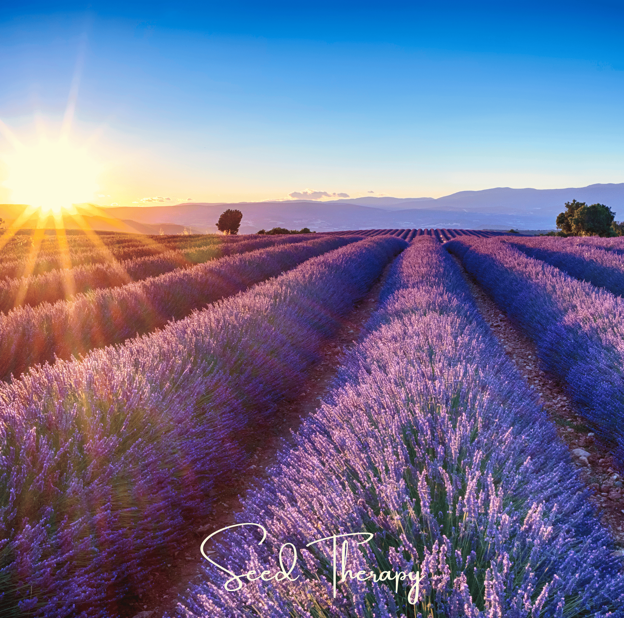 English Lavender – 100 Seeds – Orchid Stuff Plus