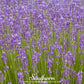 Munstead Lavender – 50 Seeds