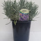 Live Lavender Phenomenal Plant 2.5 Quart Pot Hardy Perennial Herb
