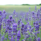 Lavender Seeds