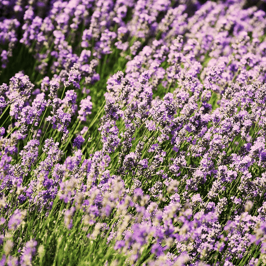 Lavender Seeds