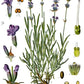 Lavender - English