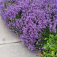 Live Munstead Lavender Plant for Garden Aromatherapy Growing